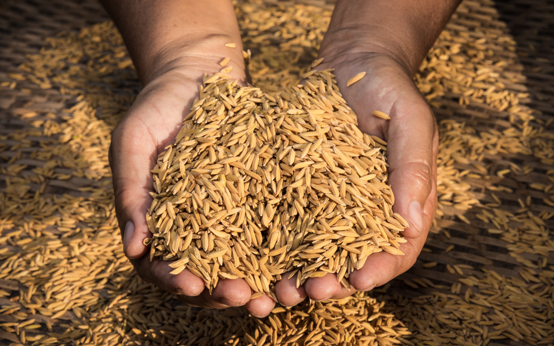 Stabilized rice bran, the nutrient-dense outer layer of the rice grain