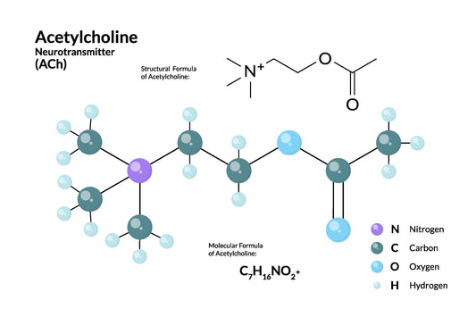 acetylcholine (ACh) neurotransmitter chemical structure and structural formula